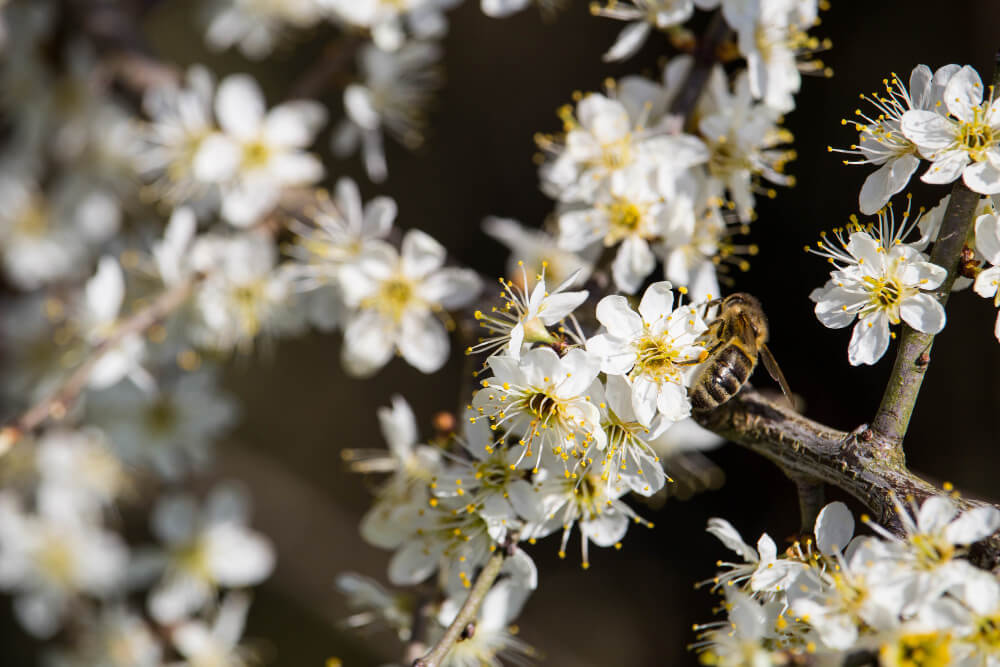 Miere de Manuka beneficii, proprietati si cum alegi varianta potrivita pentru imunitate